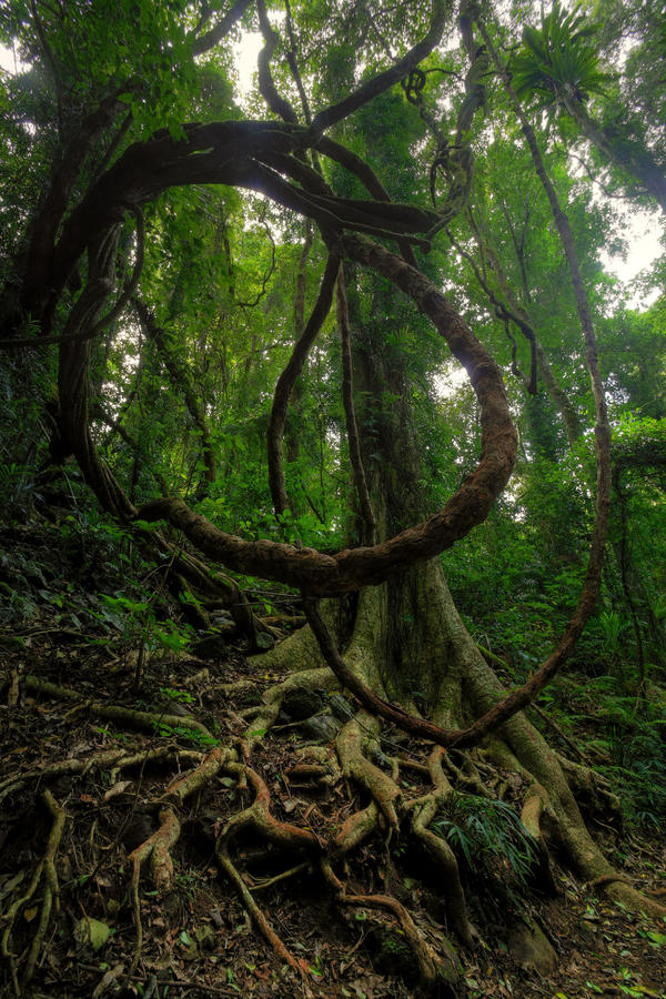 Rainforest Vine by Bjay70