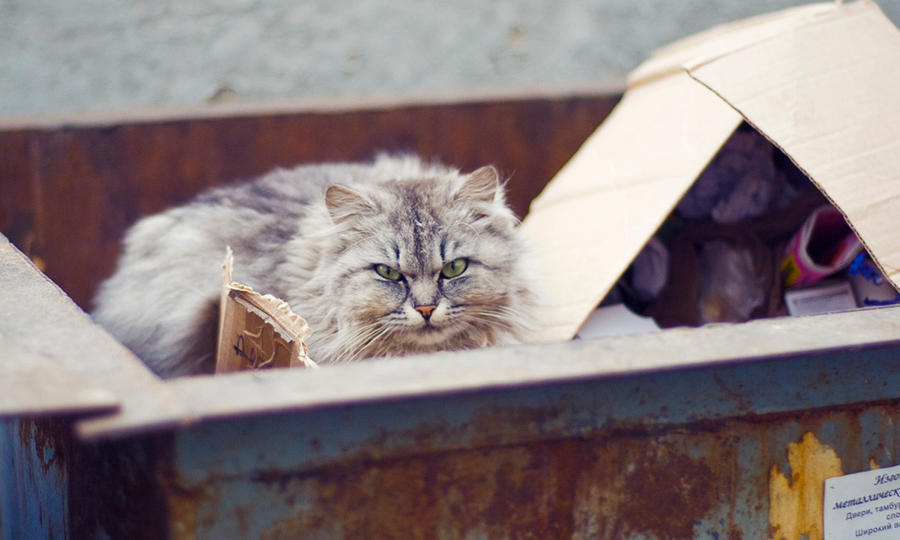 cat_in_the_dumpster_by_ikerizo.jpg
