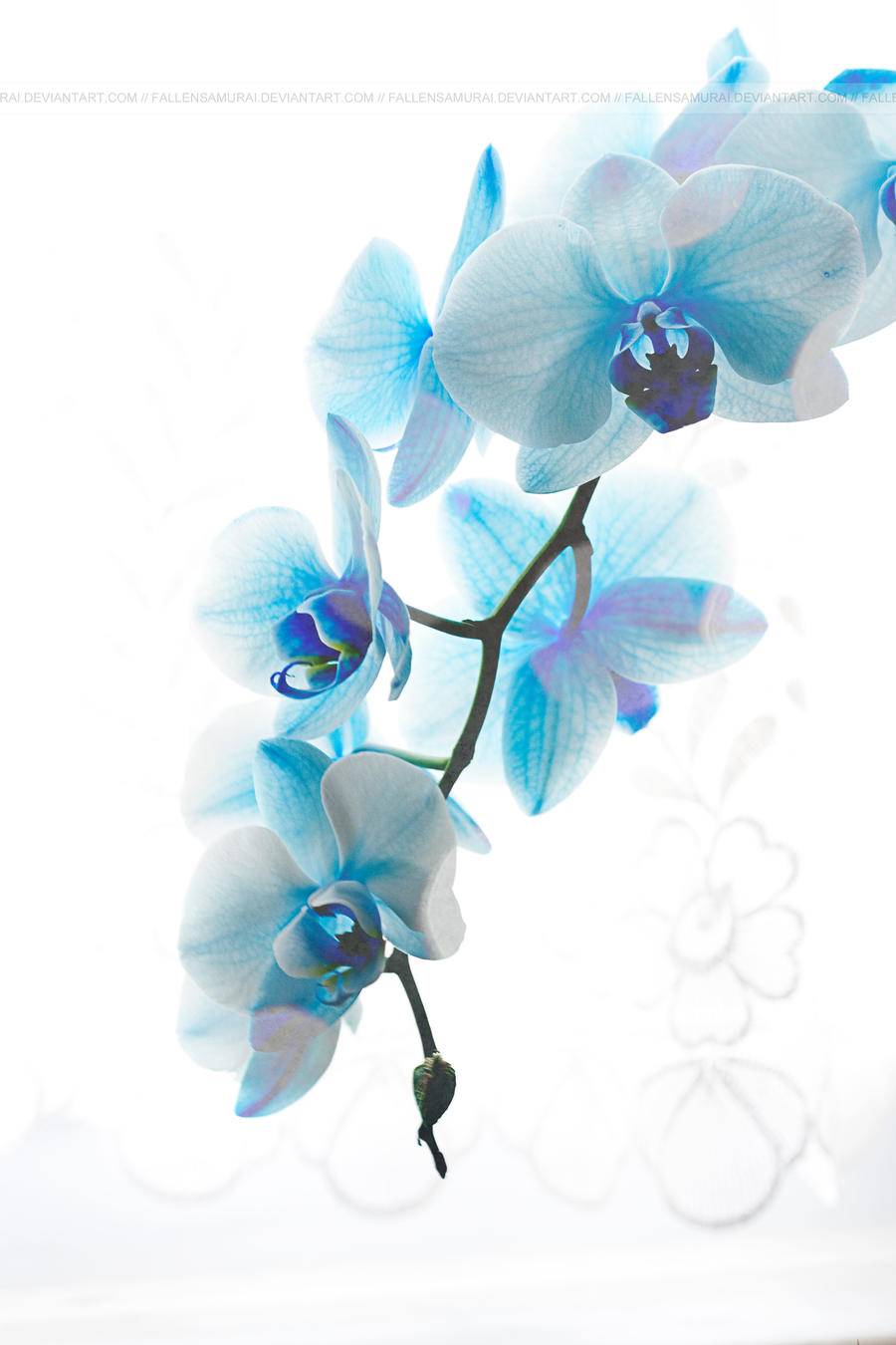 Blue Orchid Drawing