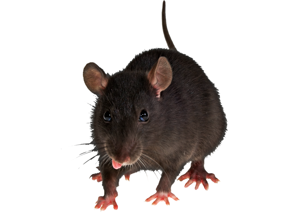 png_rat_by_moonglowlilly-d5n7whp.png