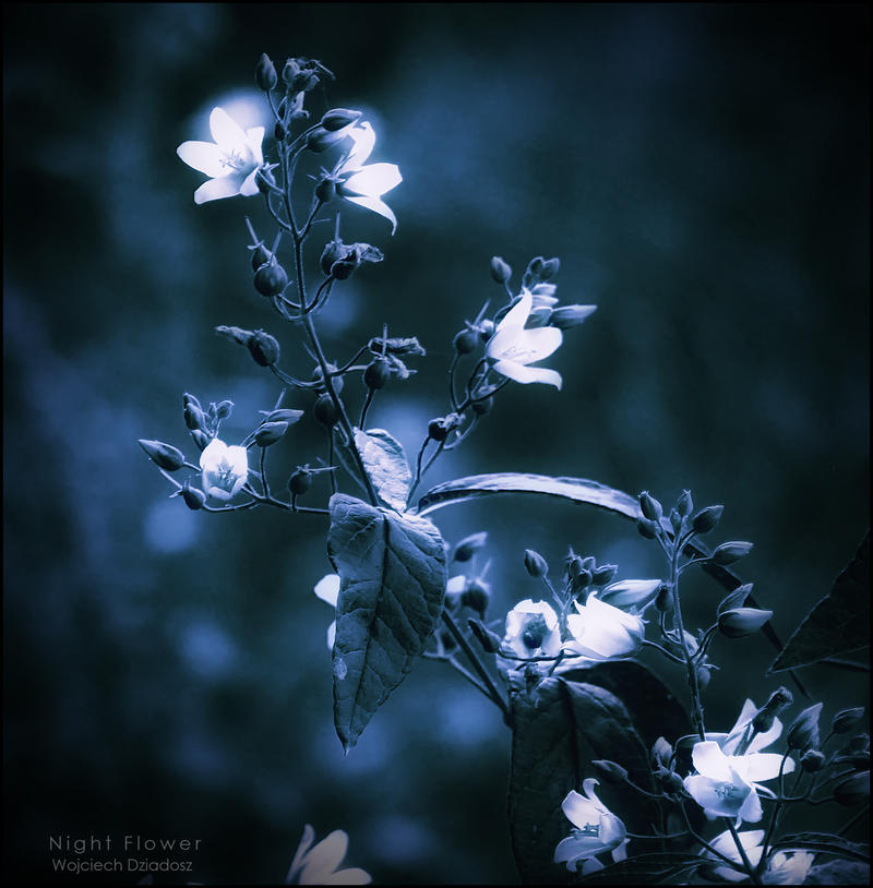 night_flower_by_dr4kon.jpg