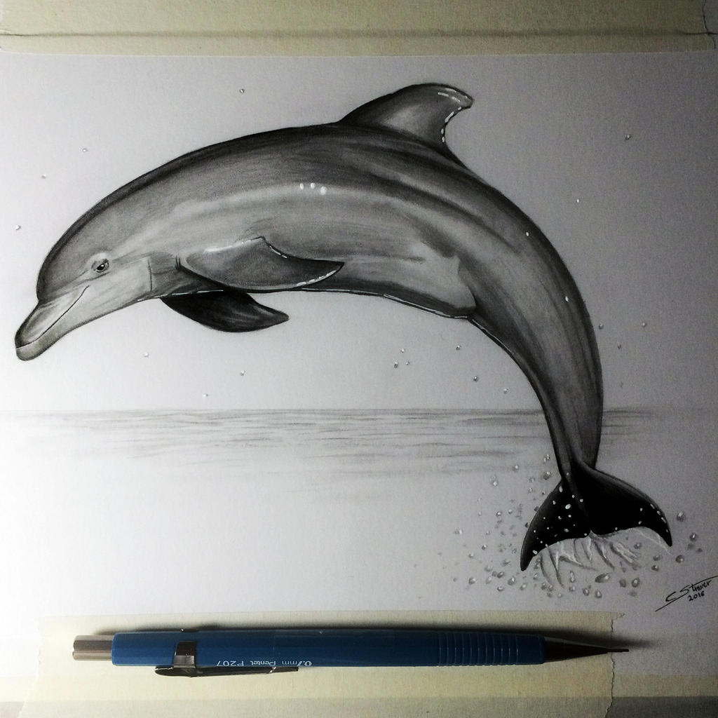Dolphin Drawing Study by LethalChris on DeviantArt