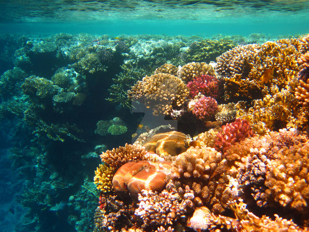 Coral Reef Red Sea Egypt 2012 3 by photographybypixie on DeviantArt