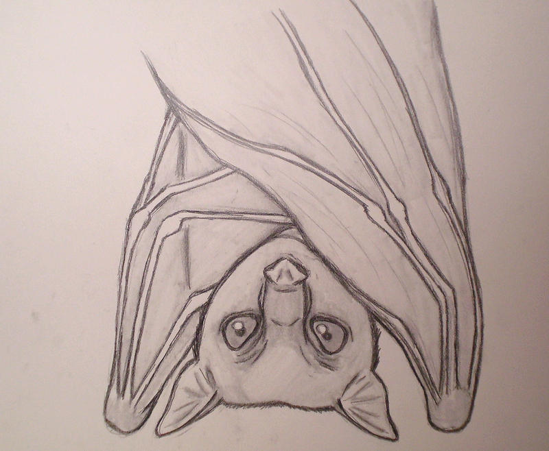 Fruit Bat Sketch by painXshadows26 on DeviantArt