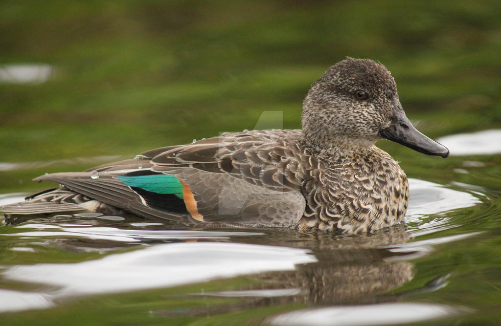 Eclipse Male Green-winged Teal by Spirit-whales on DeviantArt