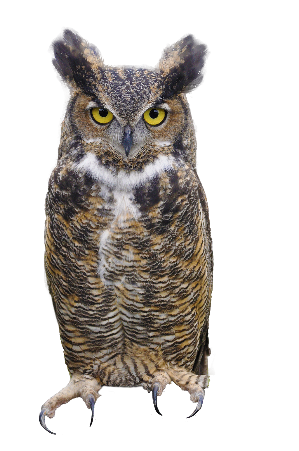 023+ Great Horned Owl PNG by JustmeTD on DeviantArt